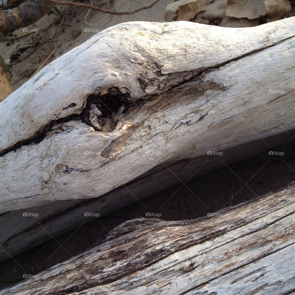 beach china knot driftwood by detrichpix