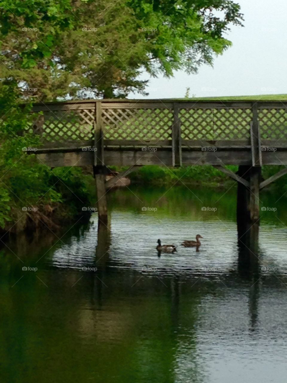 View of bridge over the lake