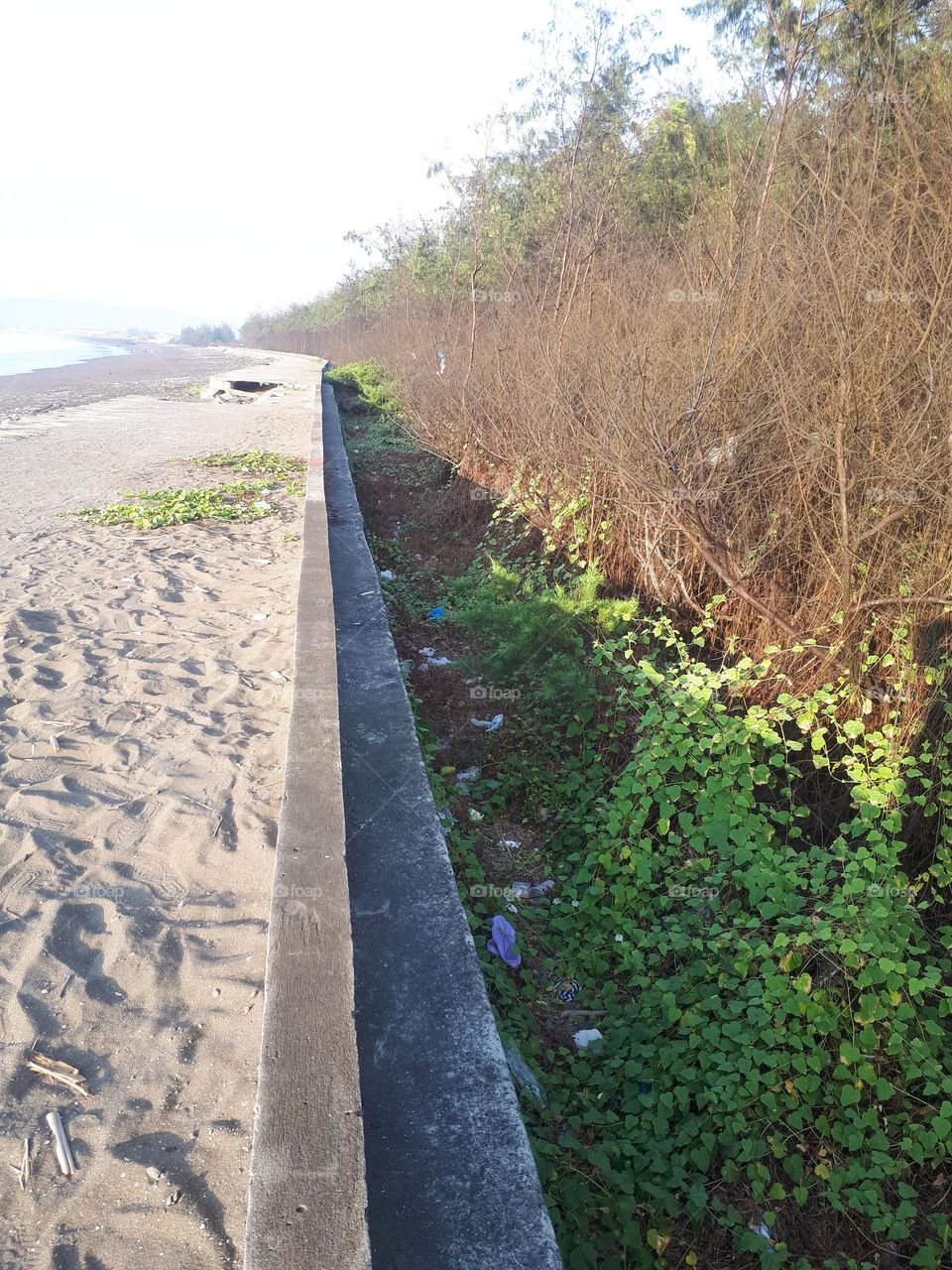 trees on the edge of the beach are lush with tree trunks that start to dry out when summer arrives