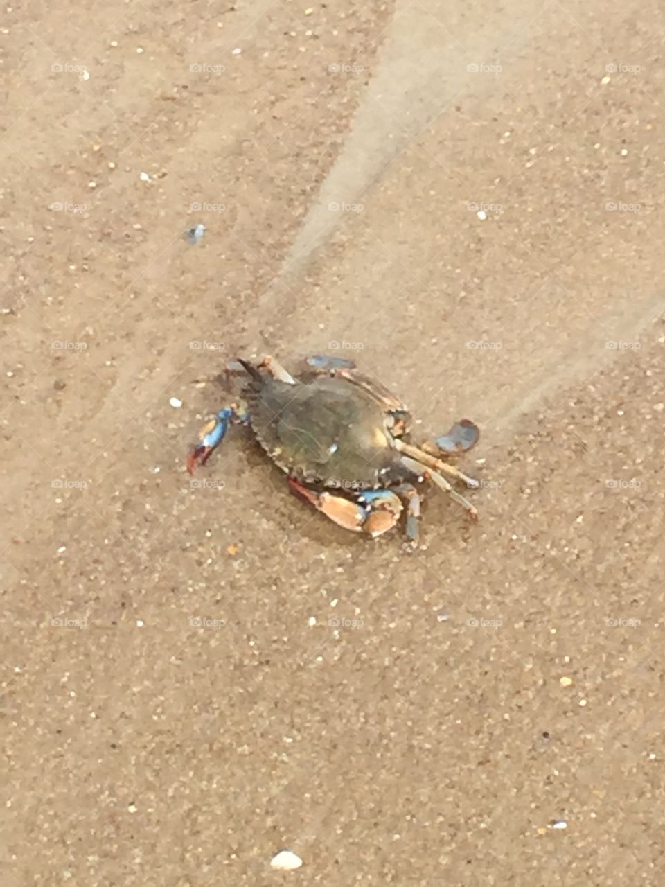 Maryland blue crab