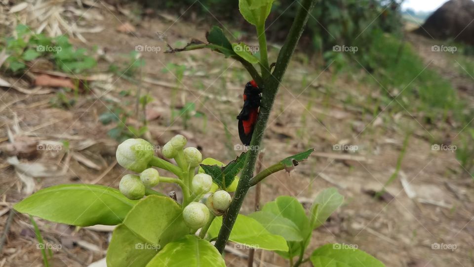 A beautiful Red and Black insect is found in Spring time where flowers are growing.