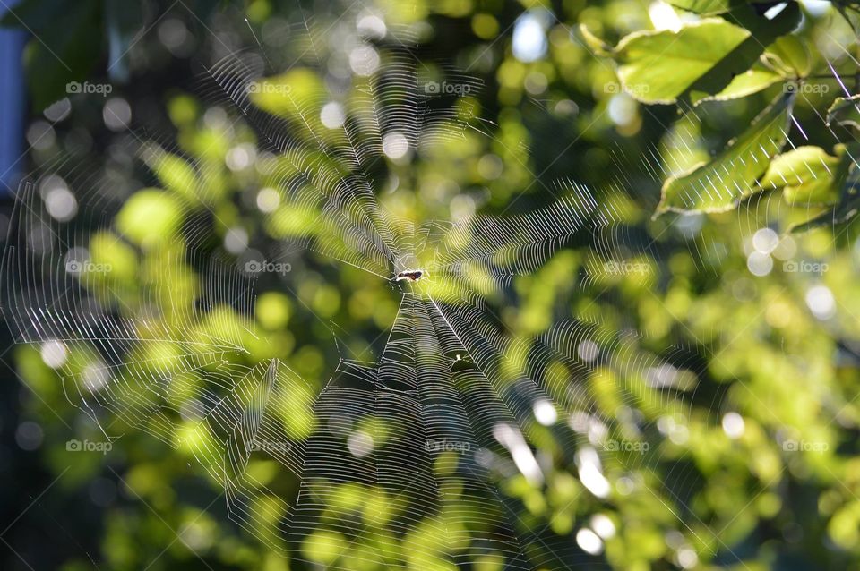 Spider web