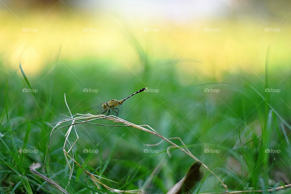 dragonfty. Dragonfly