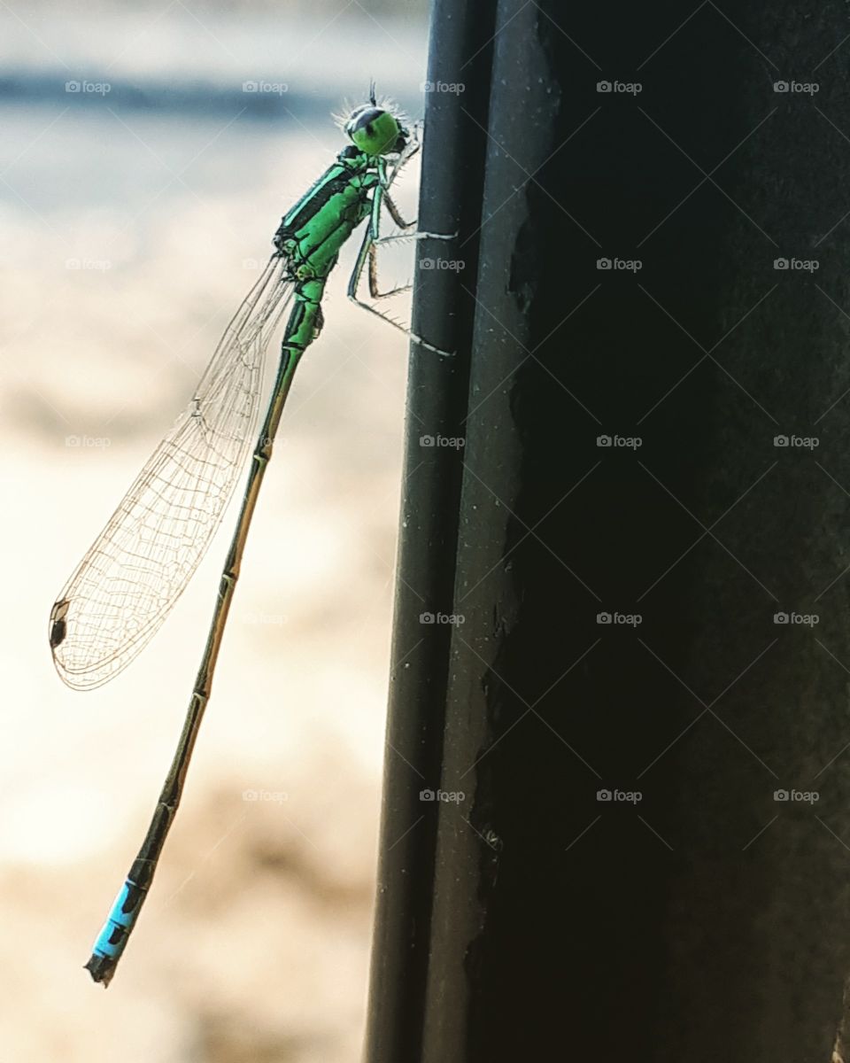 dragonfly on the worktruck window
