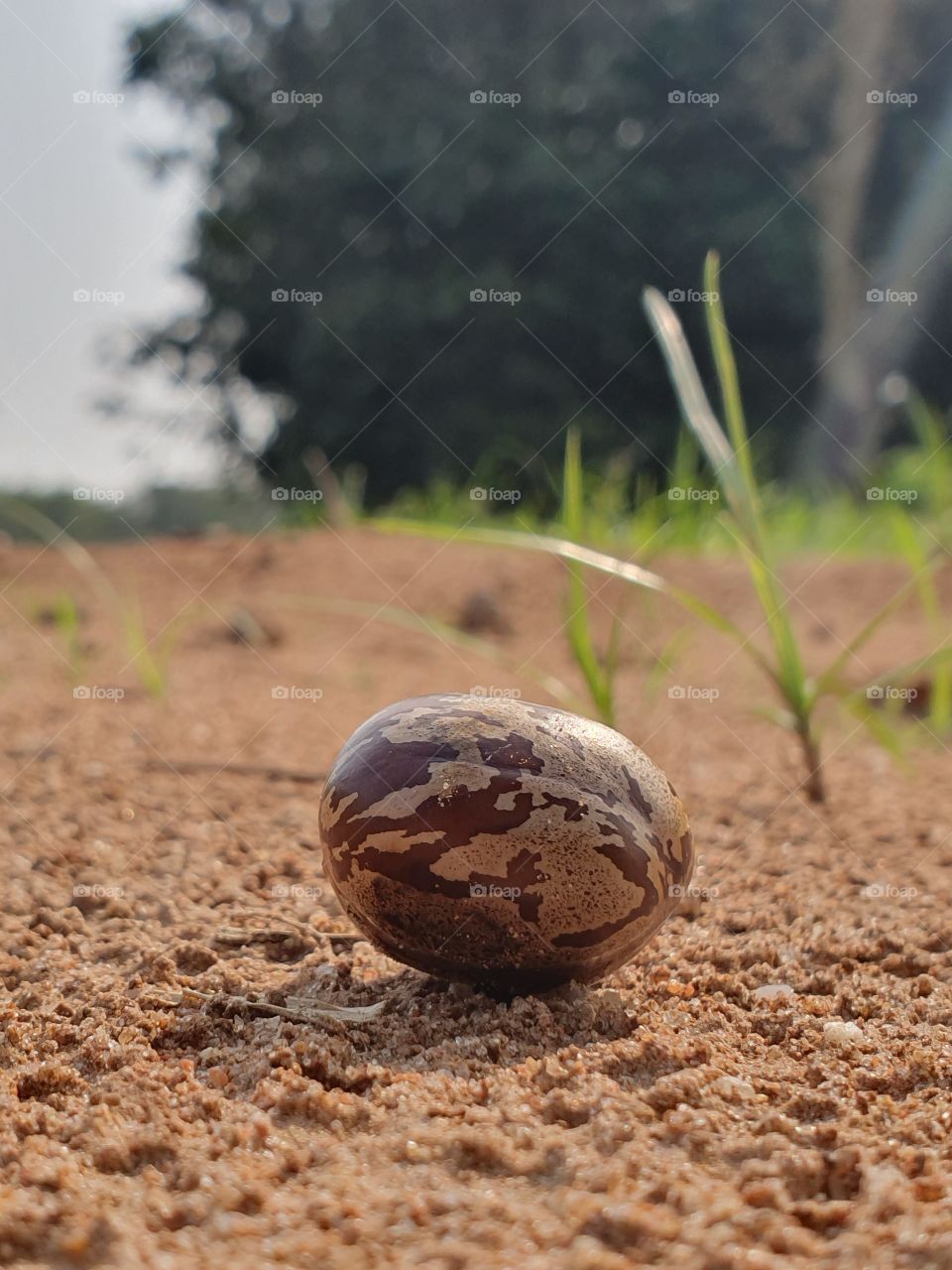 rubber tree seeds