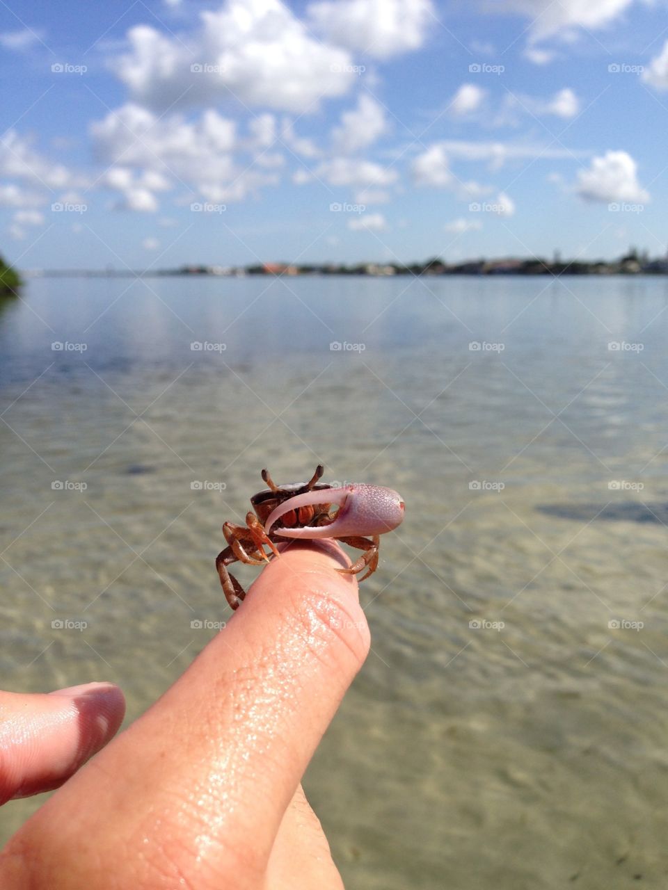 Crabs at the beach 