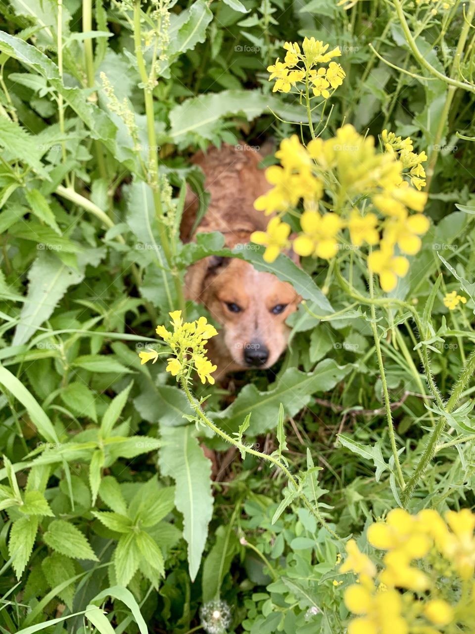 An Australian Cattle Dog / Red Heeler looking up as viewed through Littlepod False Flax in a meadow