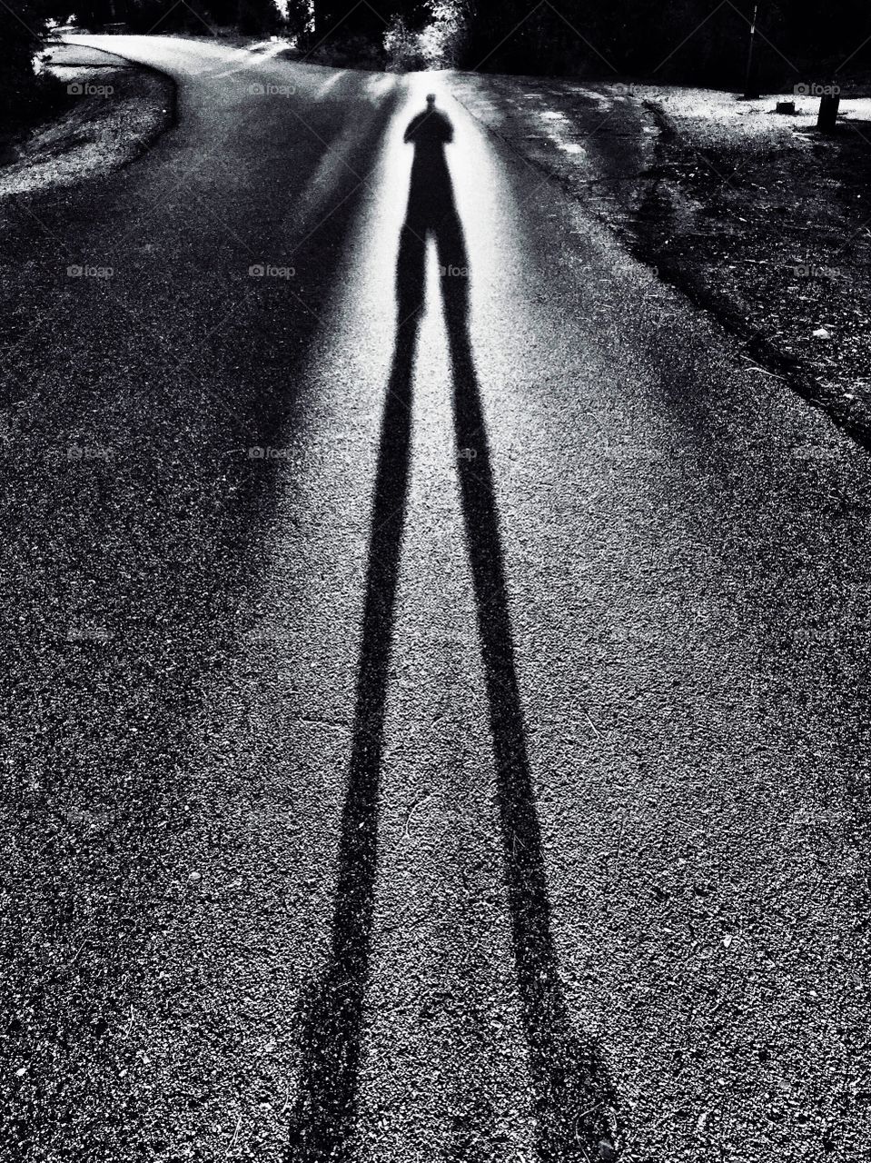 Shadow of me in the morning Sunlight in the pine forest of the Mogollon Rim in Arizona.