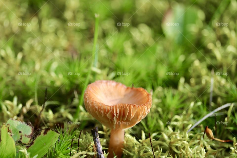 Mushroom pushing through new bright tender, green Spring grass, background with copy space, selective focus, spring fungi