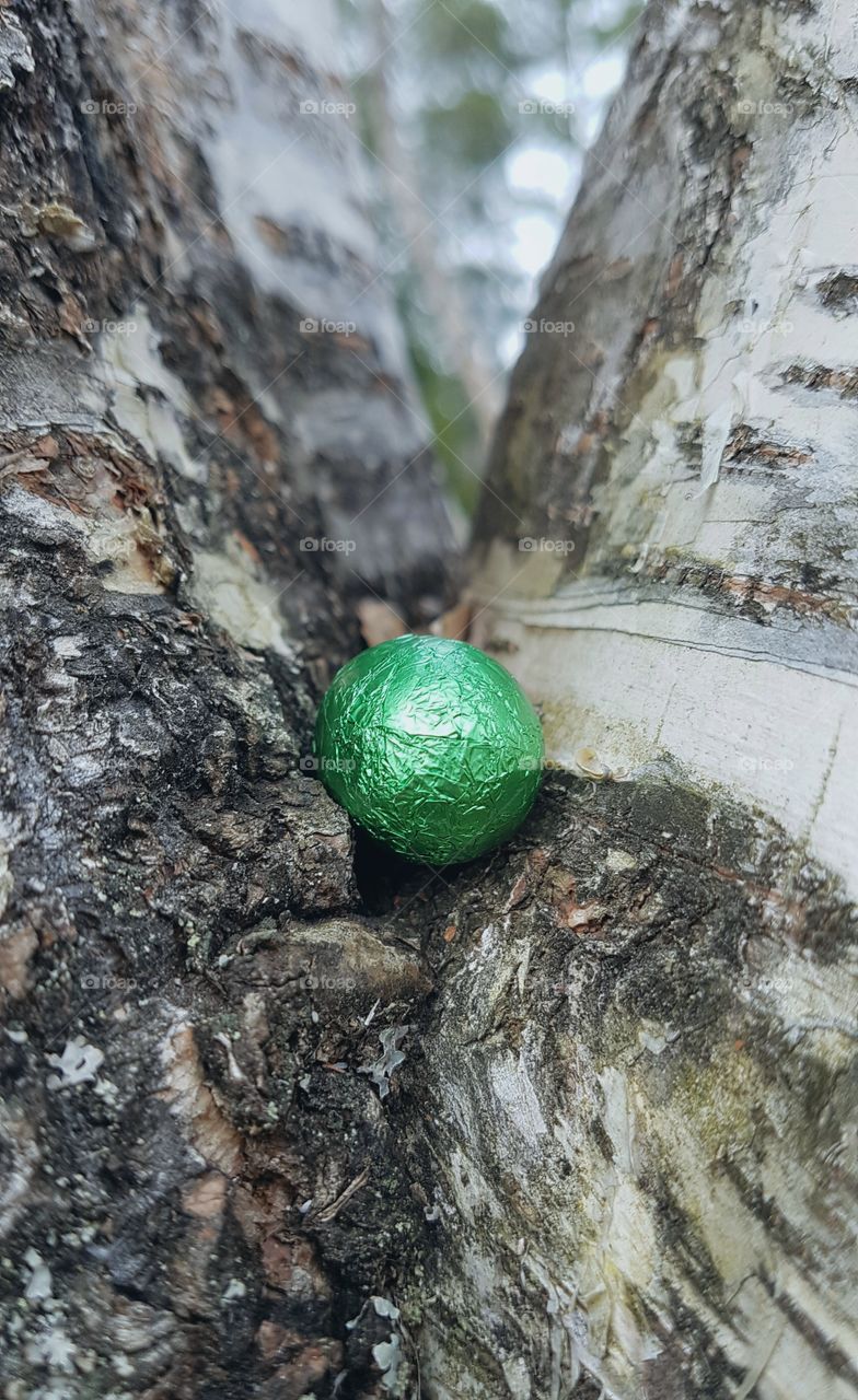 Green egg in tree