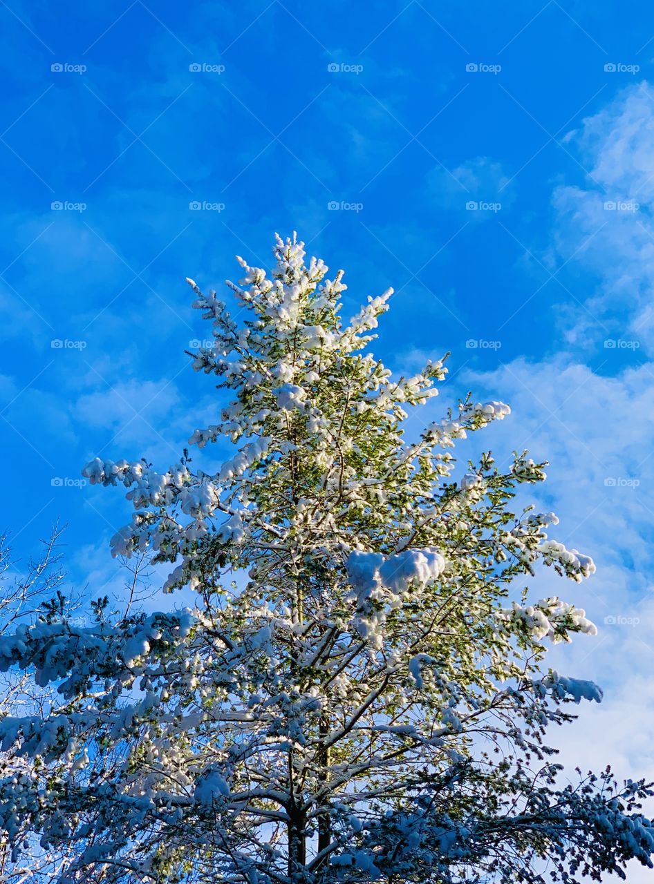 snow covered pine tree against a blue sky