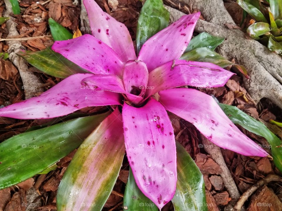 bright pink tropical flower