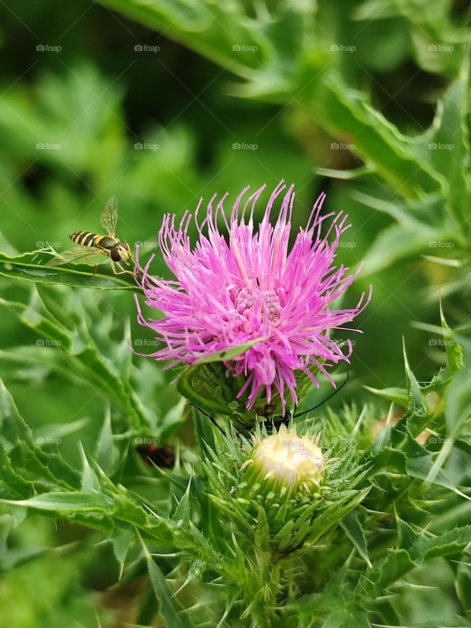 Pink thistle flower Carduus acanthoides close up. Wasp near the flower. Prickly wild plant with spikes