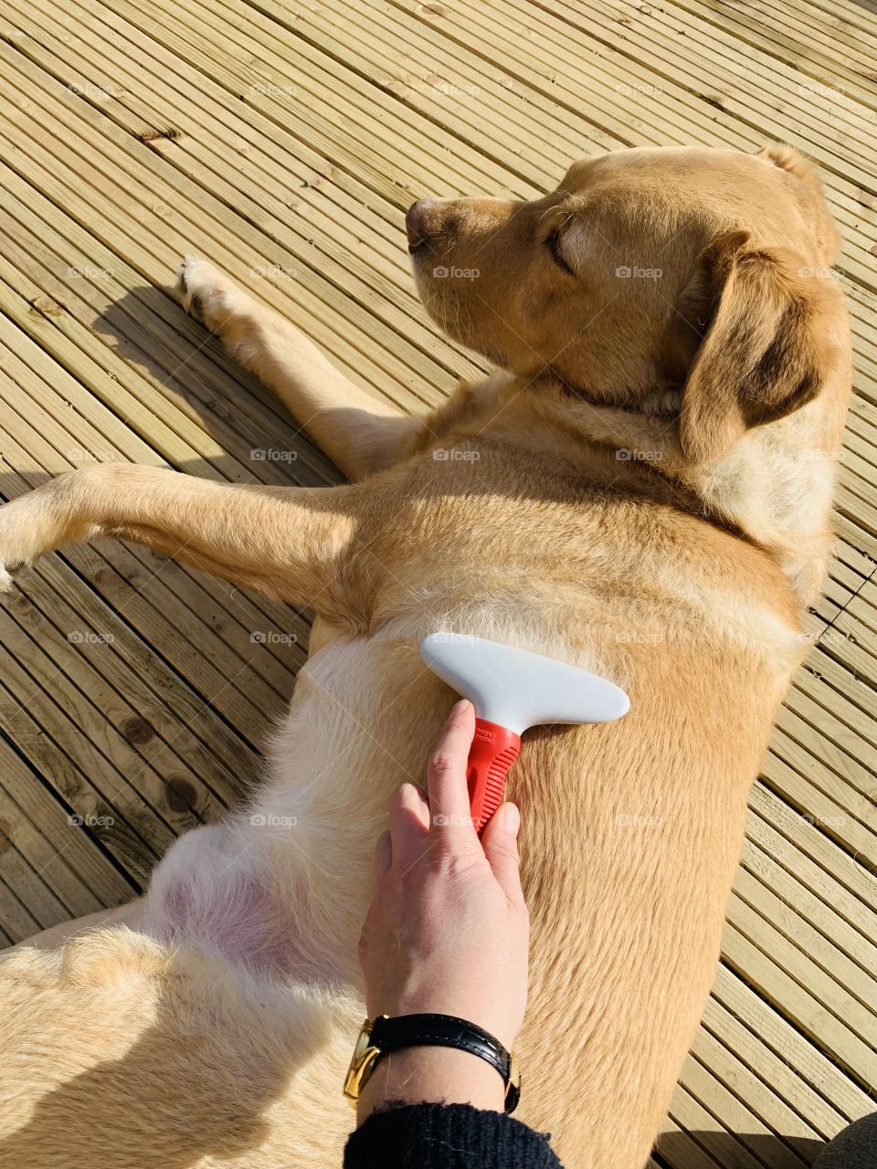 Taking care about my dog