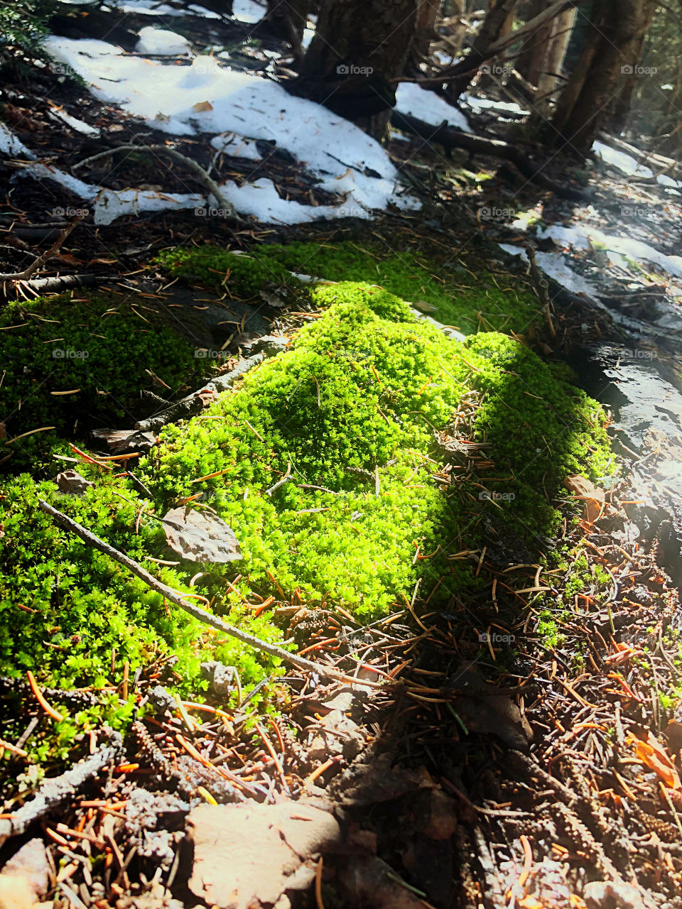 Mossy Forest Floor