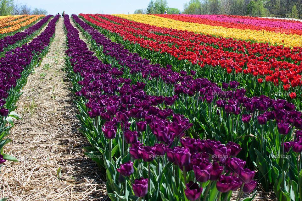 Rows of colorful tulips in tulip field 