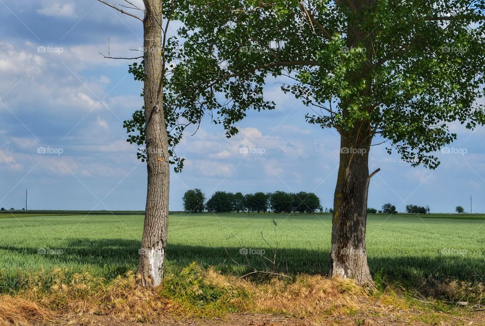 Tree, Landscape, No Person, Nature, Wood