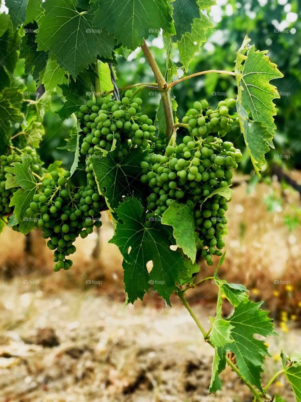 green grapes in a vineyard in Chianti Italy
