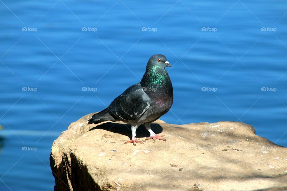 Pigeon on a Rock