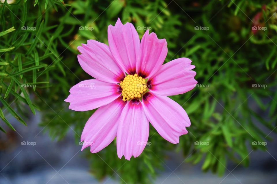 Pink Cosmos Flower