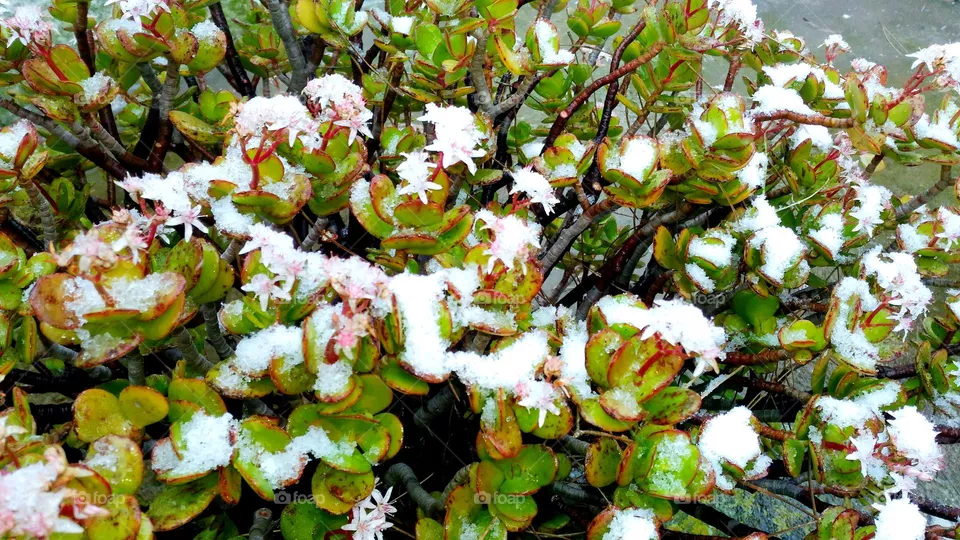 Flowers of Crassula ovata or jade plant covered with snow on the Italian island of Ischia