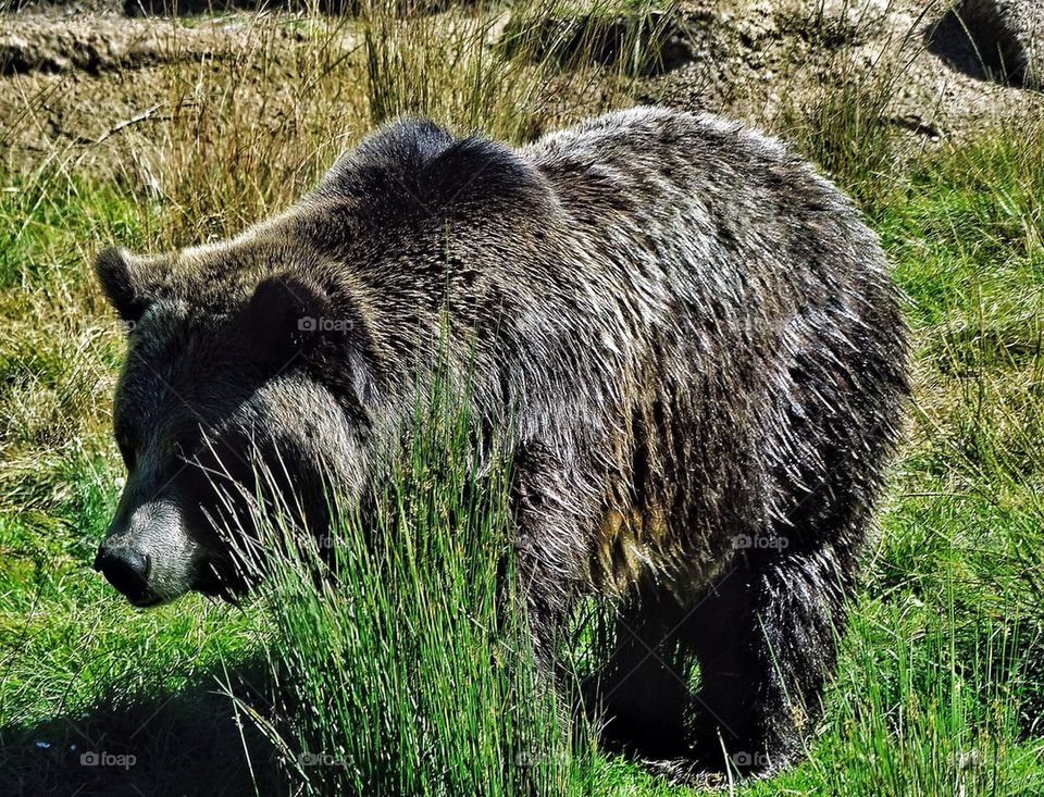 California golden bear