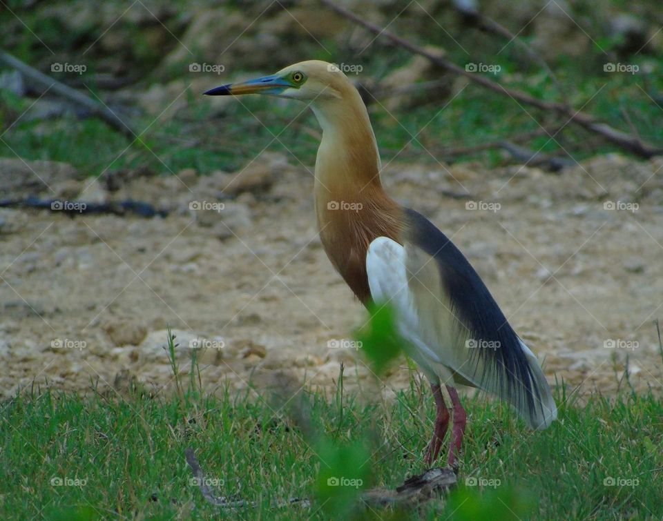 Javan pond heron. Met for this one individu at the grass field with little space of wet. Looks to left with the group of it & others waterbird . The bird's ready along minutes of time and get for captured in long minutes of me .