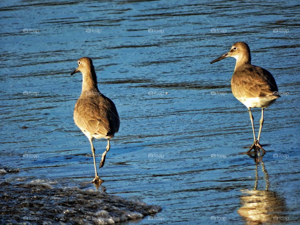 Sand Pipers on beach