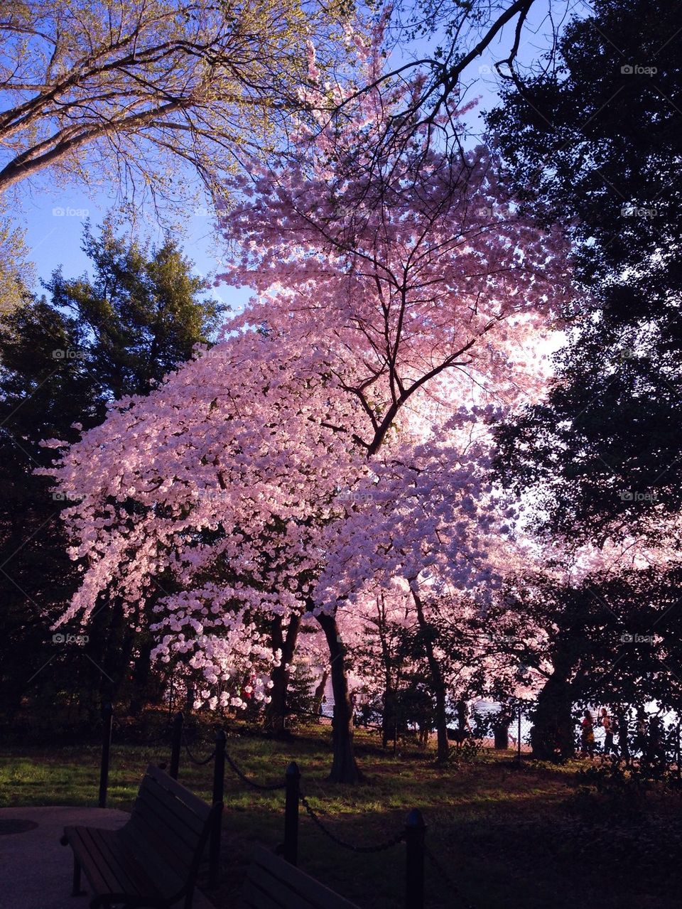 Cherry blossoms 2014 9