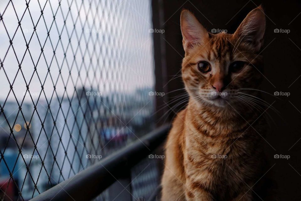 orange cat on balcony