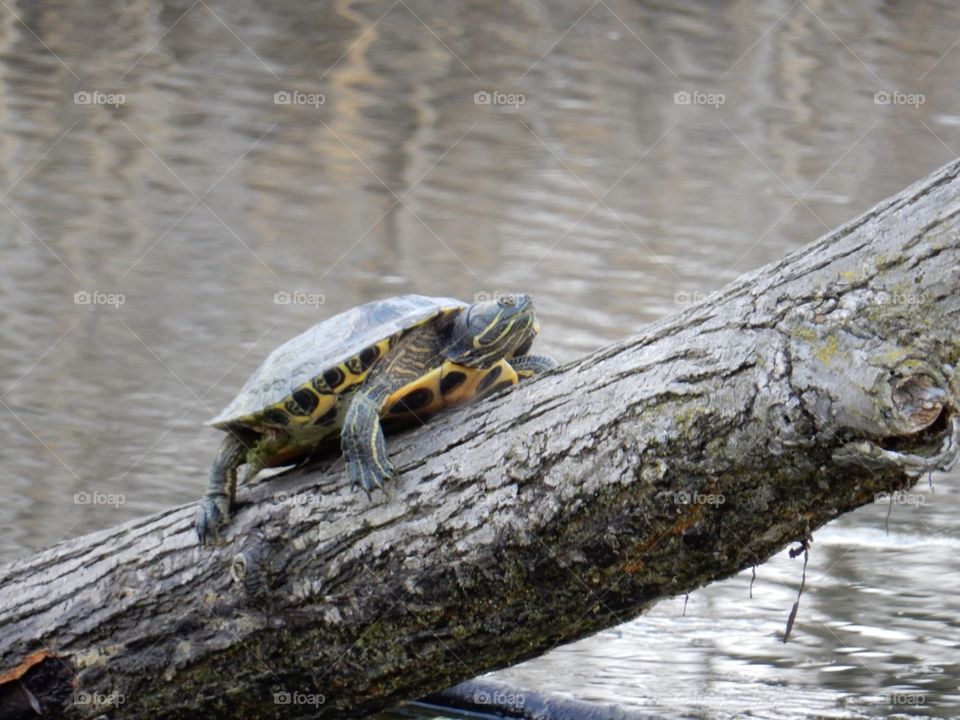 Turtle at Ojibway Park early Spring