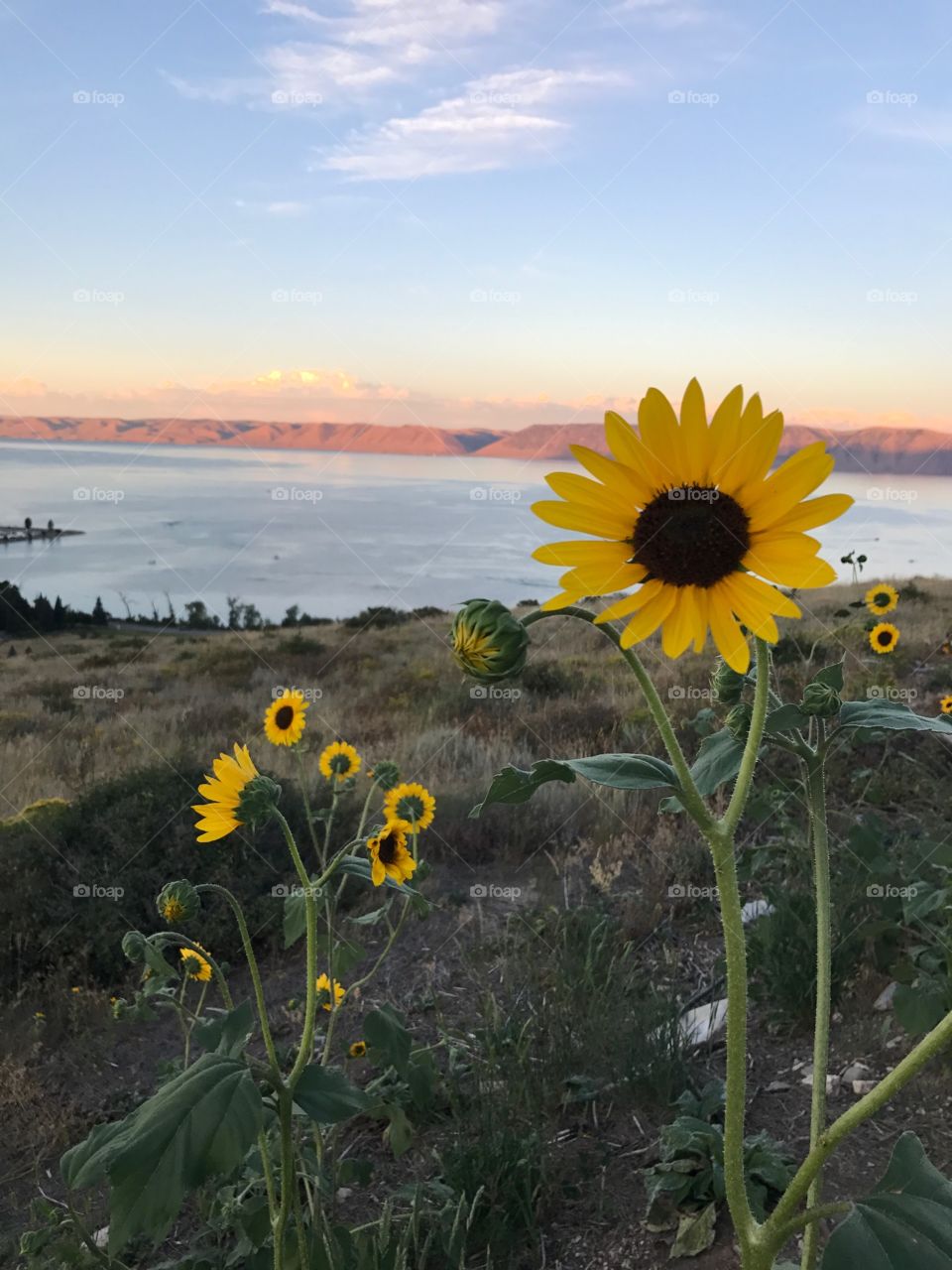 Bear Lake Sunflowers