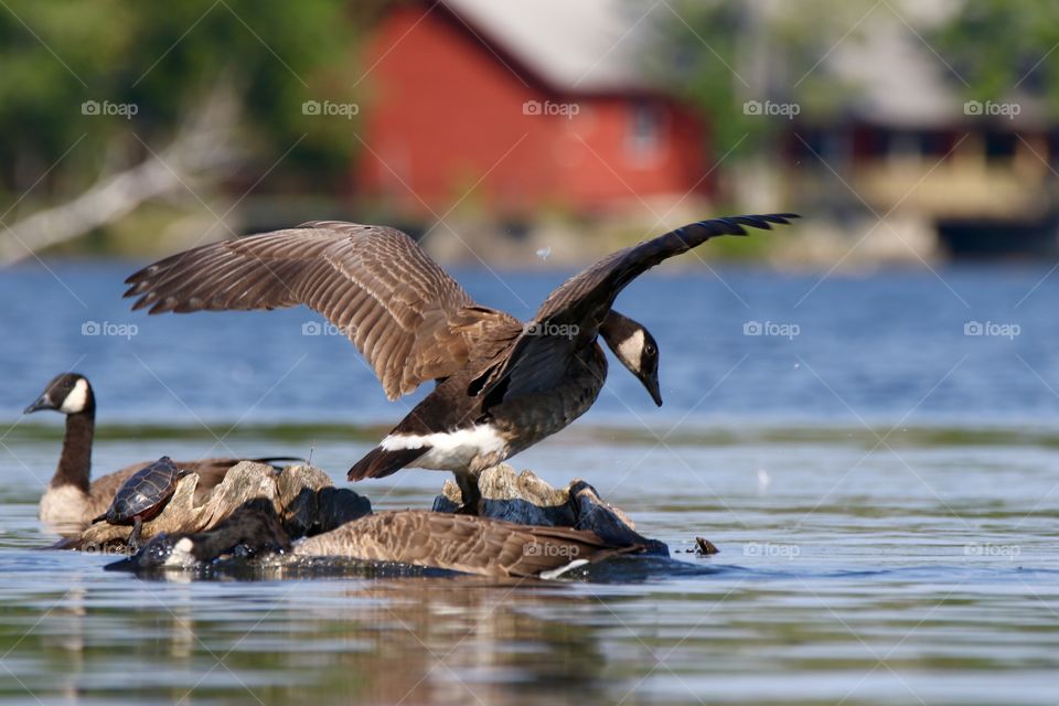 Two duck and turtle on rock in lake