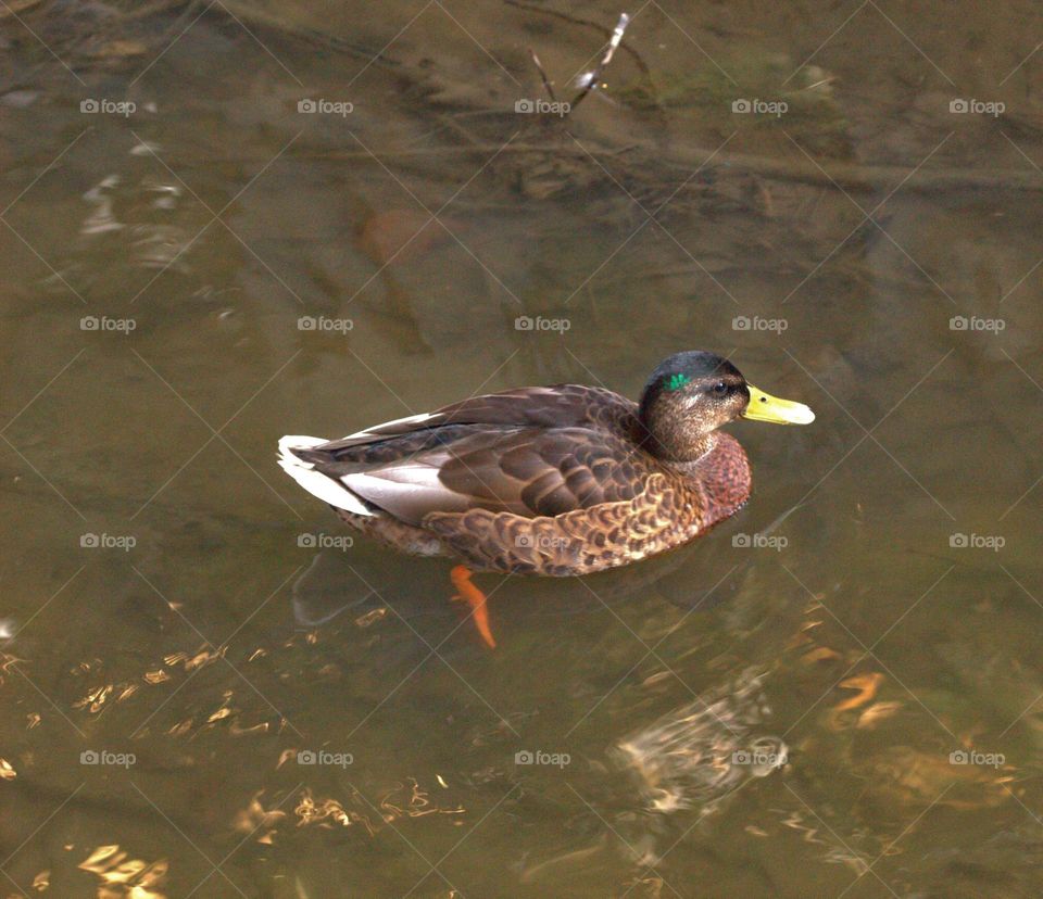 A duck swimming in the water,this birds got adapted to the urban life aswell and they can be found in the city.