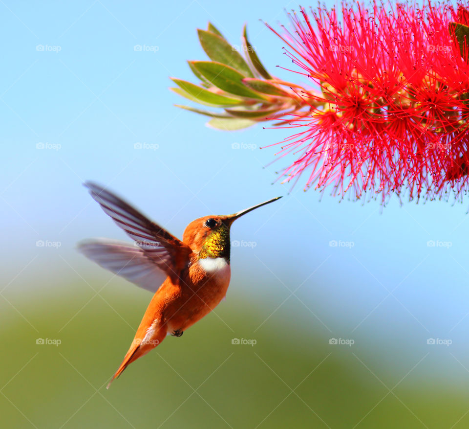 Hummingbird flying near flower