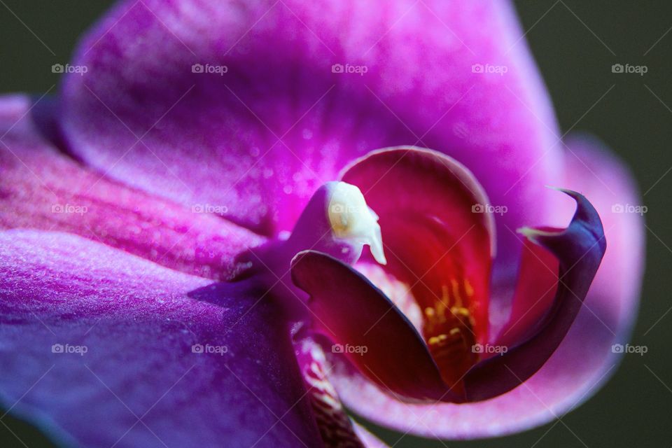 Dark pink orchid flower