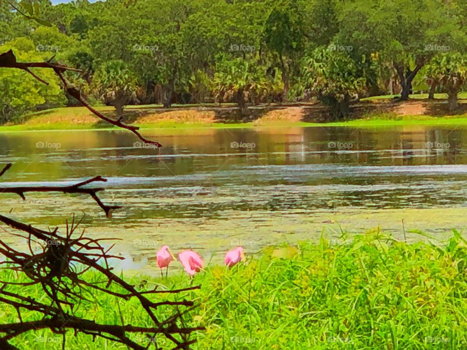 Rosette Spoonbills in a bright green wetland habitat.