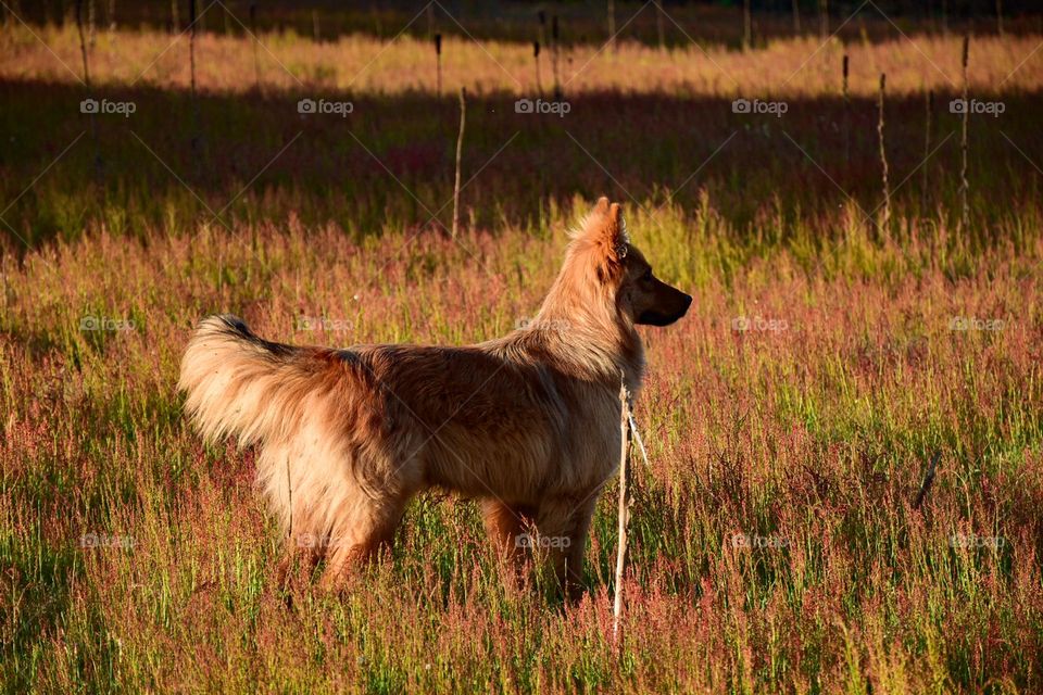 Dog in a fieles golden hour looking the horizon 