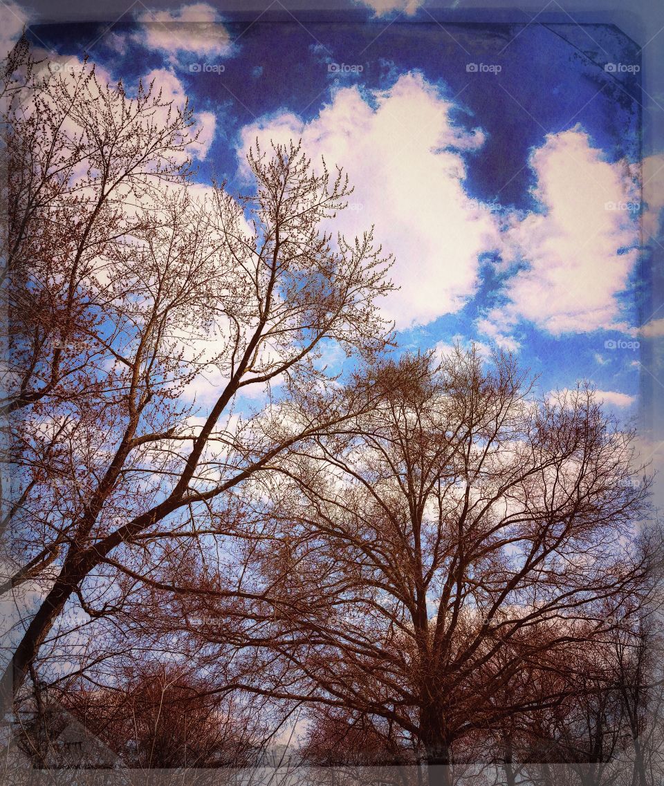 Cloudscape through the trees