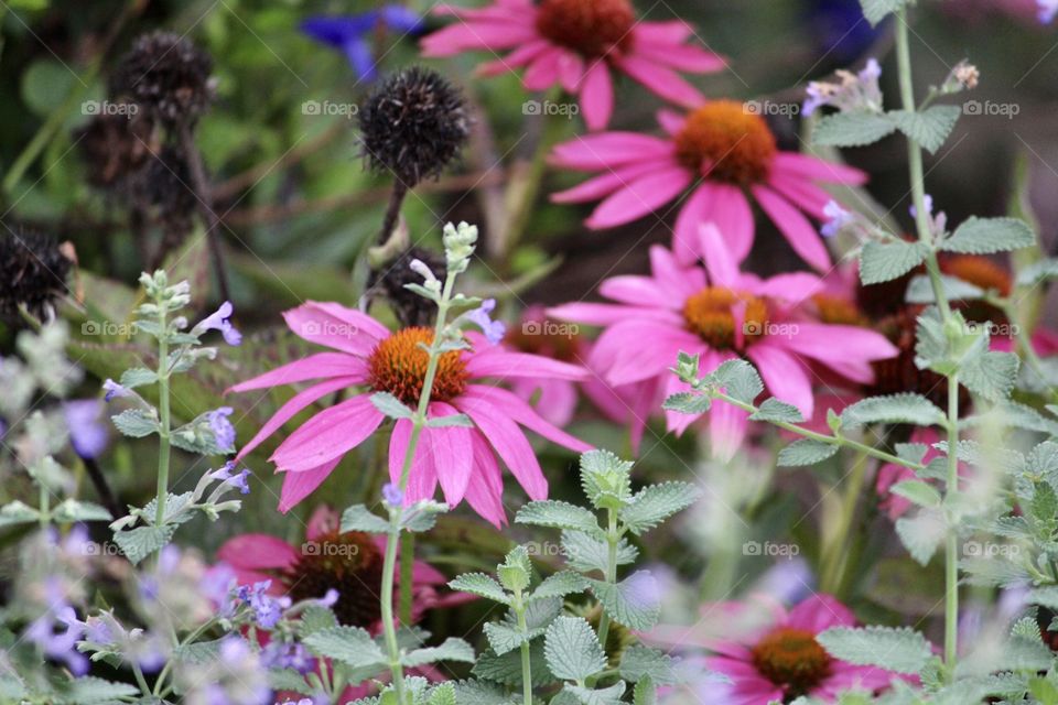 Pink Coneflowers