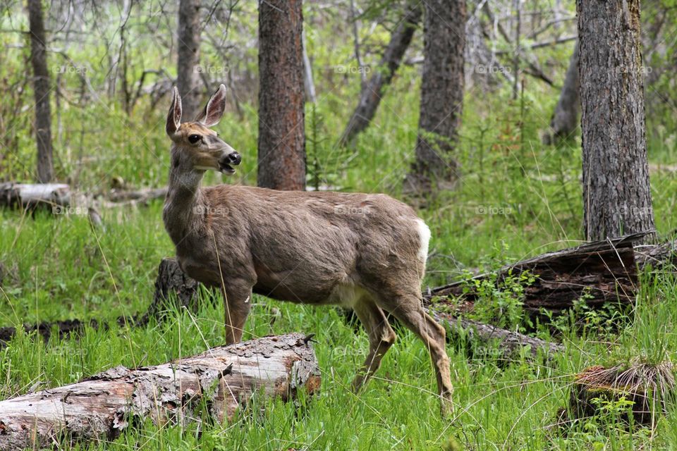 Deer posing