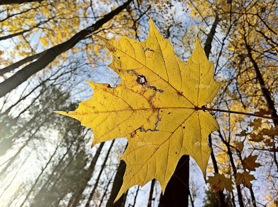 trees fall autumn change by campbellrobertson