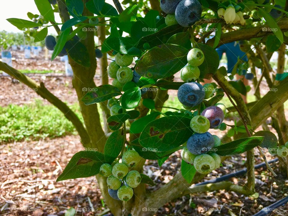 Some ripe and unripe blueberries hanging on a bush 