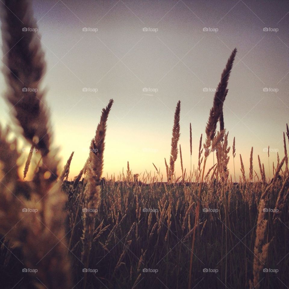 Field at sunset