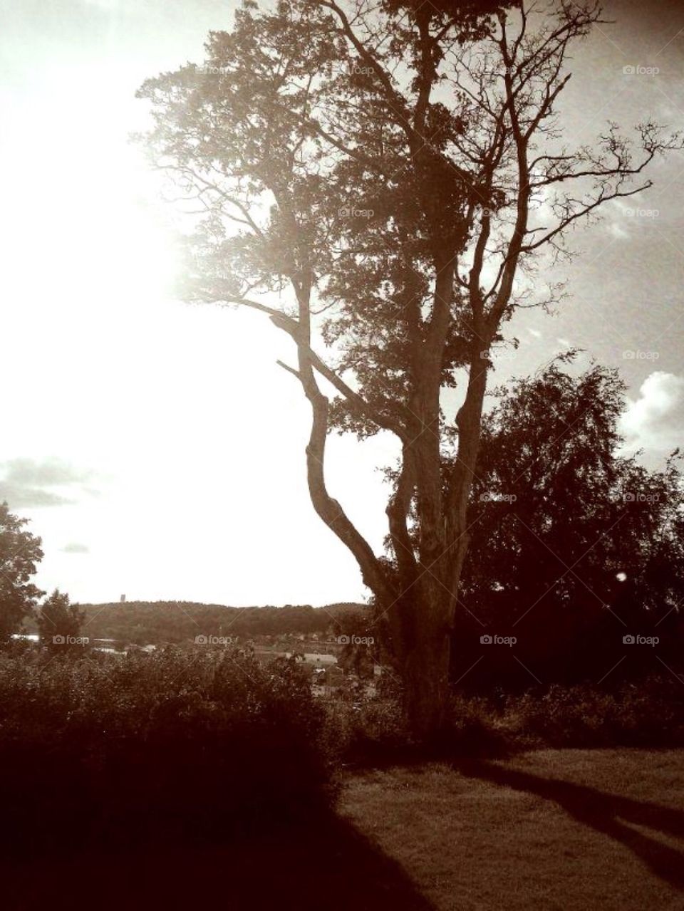 Sunny, Vintage, View, Tree, 20s, Old, Nature, City