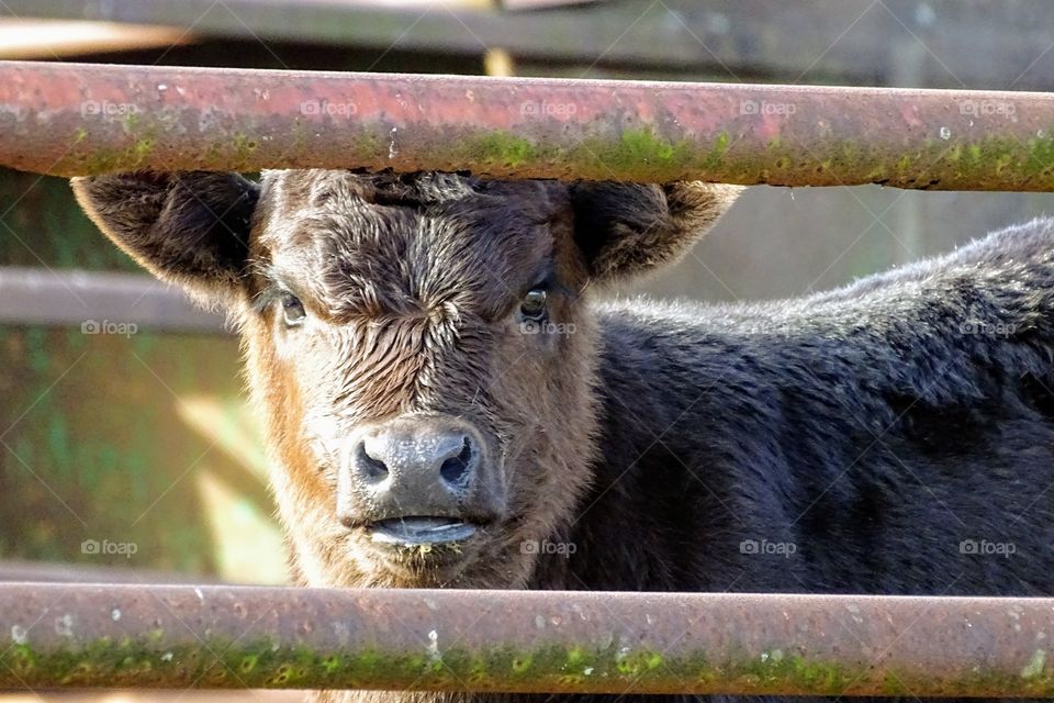 Cow stares through gate 