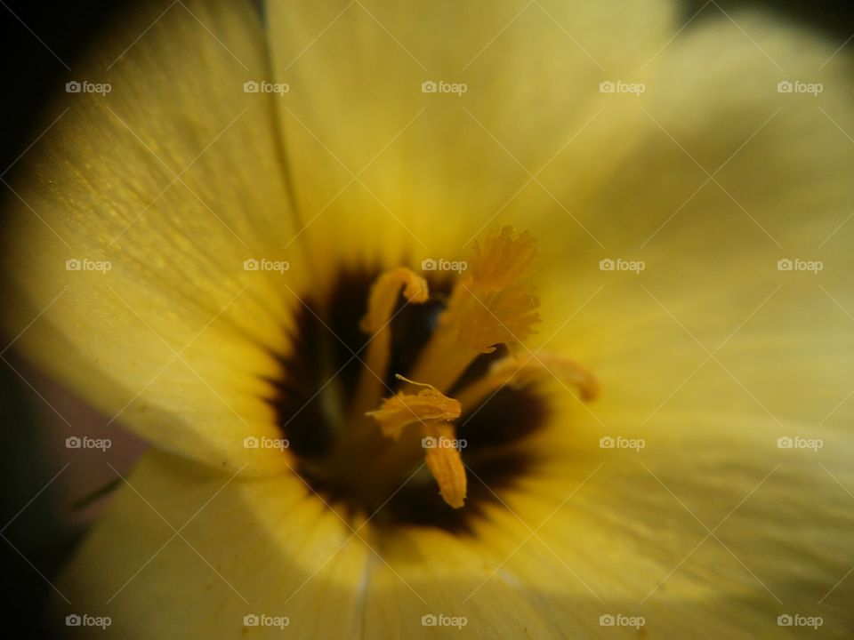 Beautyfull macro shots