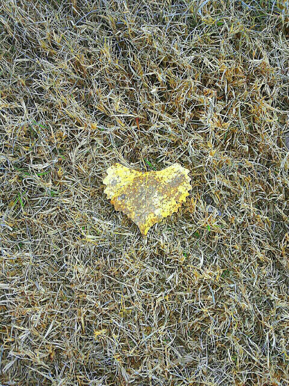 Heart shaped leaf
