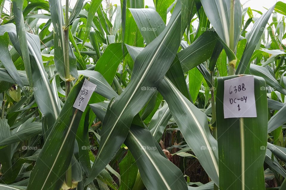 numbering attached to corn plants to observe the development of corn farmers' crops.