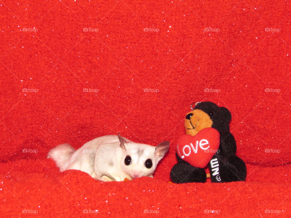 Mosaic sugar glider next to a stuffed bear holding a heart with love on it